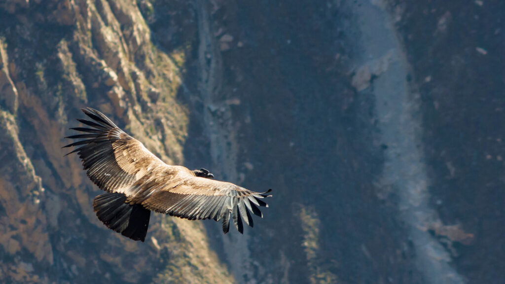 Tour Cañón del Colca 2D/1N & Cruz del Cóndor