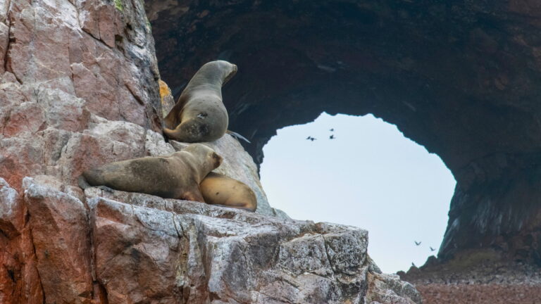 Tour Islas Ballestas y Reserva Nacional de Paracas: El Galápagos Peruano