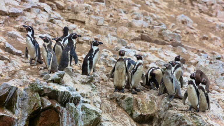Tour Islas Ballestas y Reserva Nacional de Paracas: El Galápagos Peruano