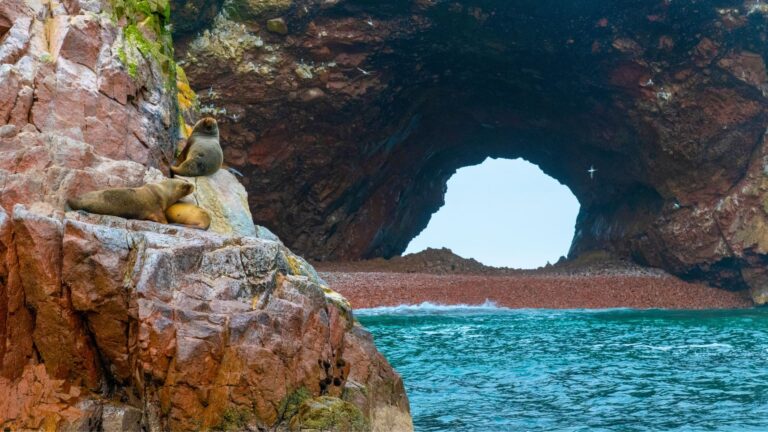 Islas Ballestas – Paracas