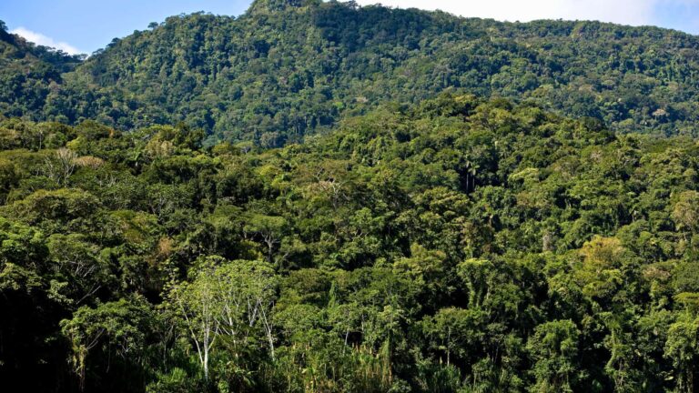 Reserva Nacional Tambopata