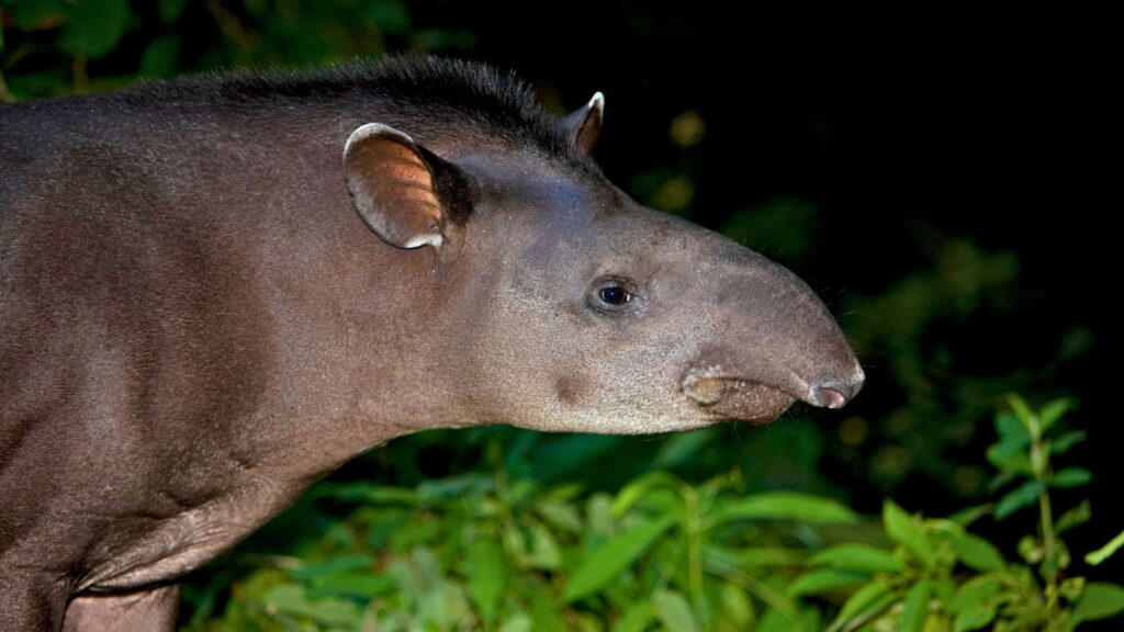 Expedición Selva Parque Nacional del Manu 4D/3N
